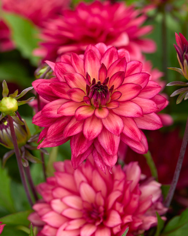 Dahlia 'Ocean of Love'