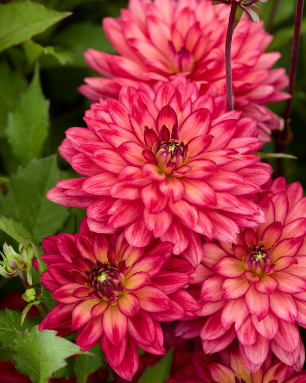 Dahlia 'Ocean of Love'