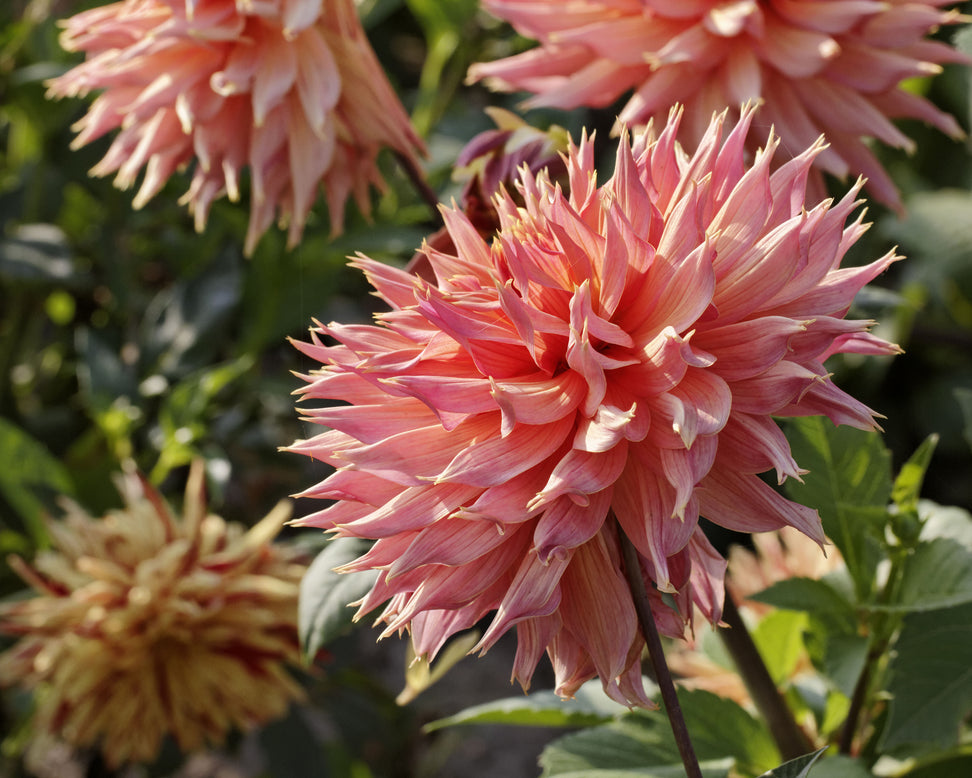 Dahlia 'Omega'