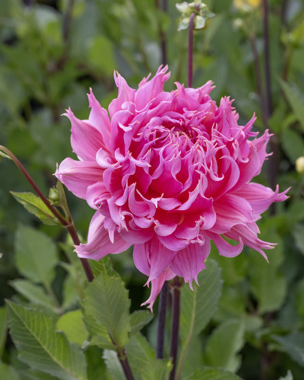 Dahlia 'Omega'