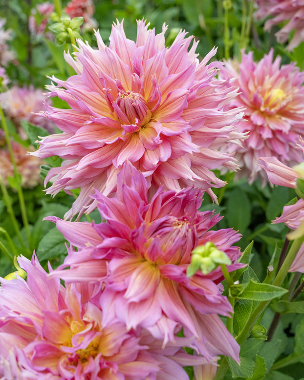 Dahlia 'Omega'