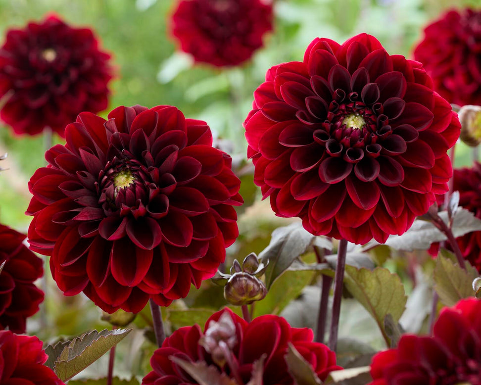 Dahlia 'Ozzy'