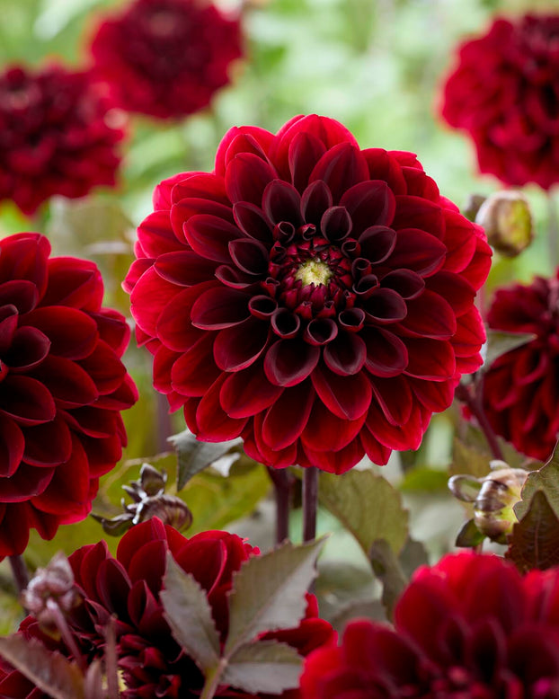 Dahlia 'Ozzy'
