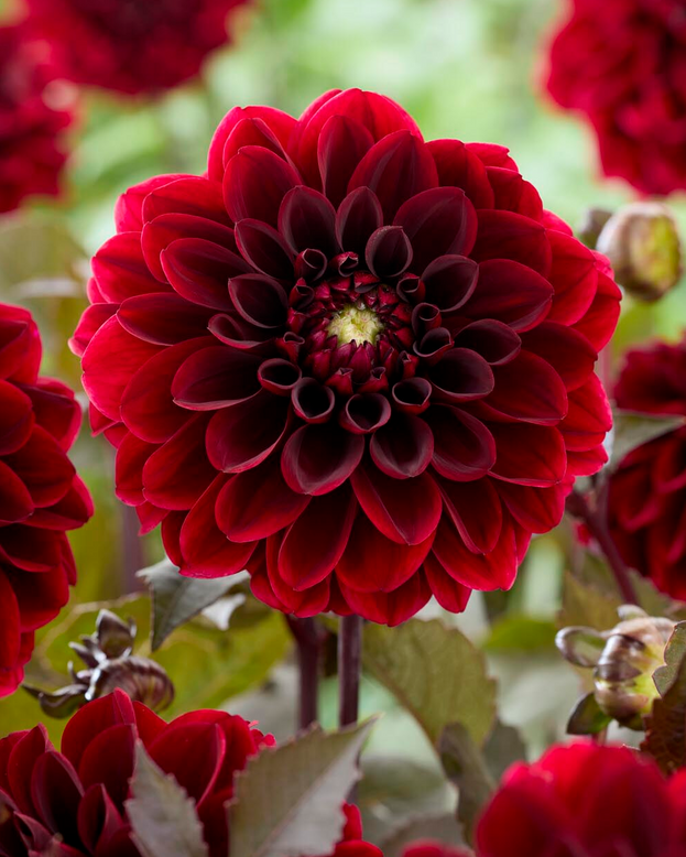 Dahlia 'Ozzy'