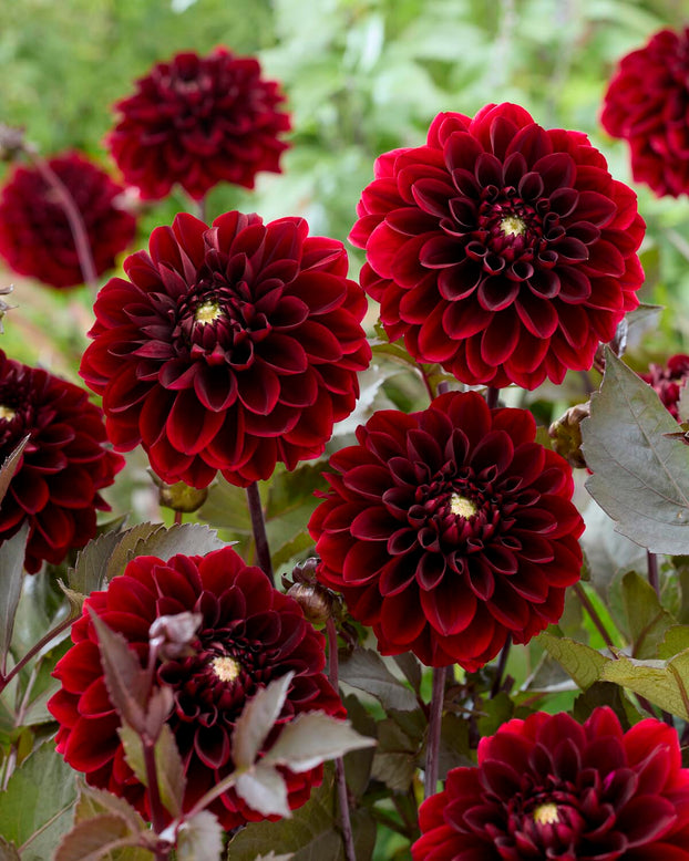 Dahlia 'Ozzy'