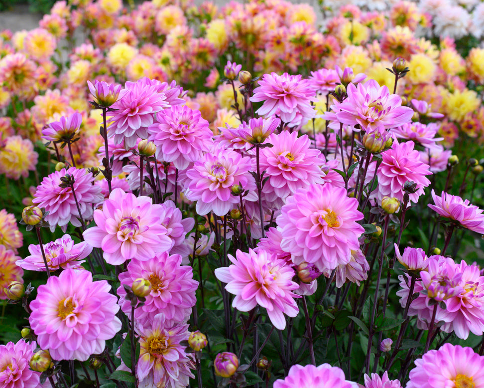 Dahlia 'Pacific Jewel'
