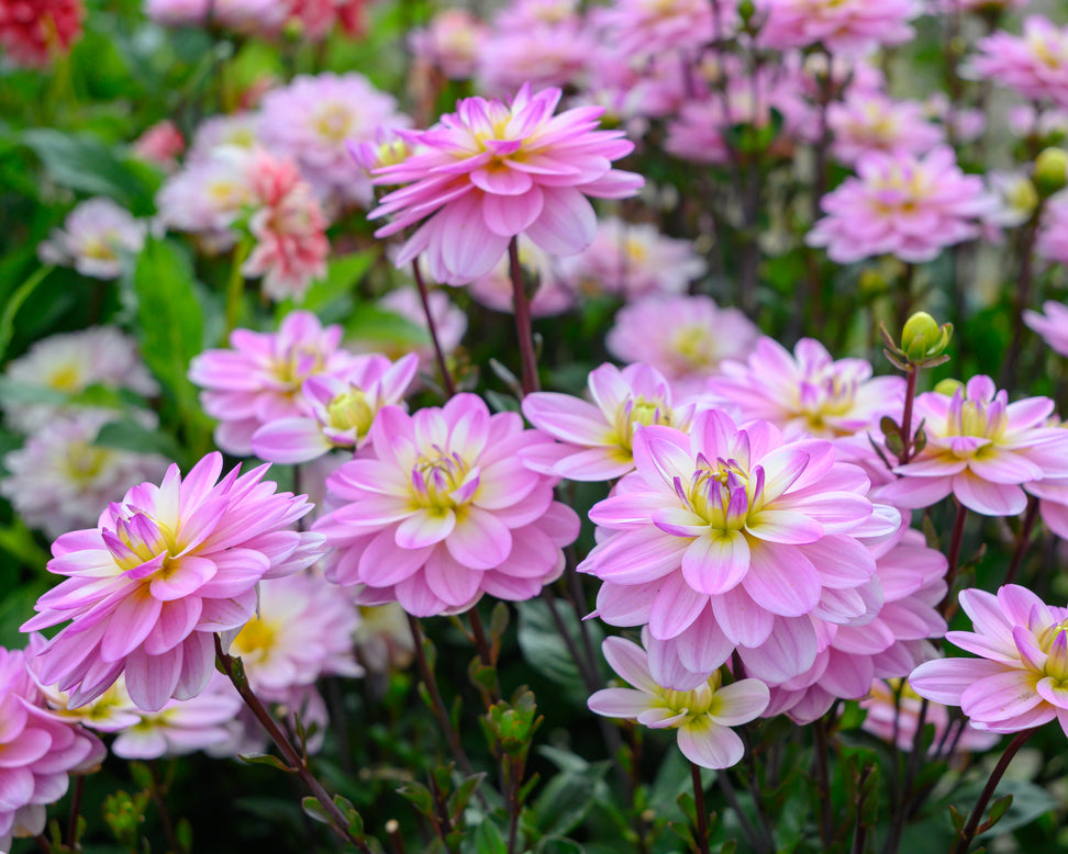 Dahlia 'Pacific Jewel'
