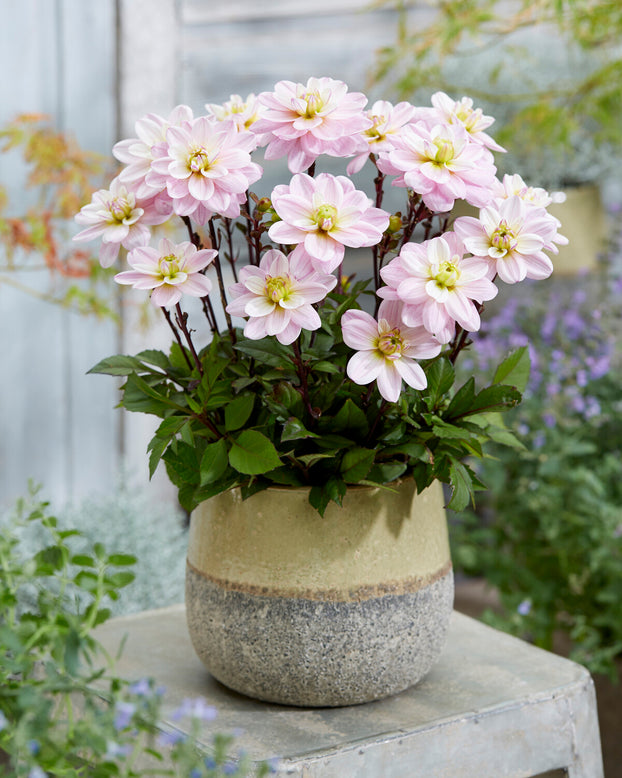 Dahlia 'Pacific Jewel'