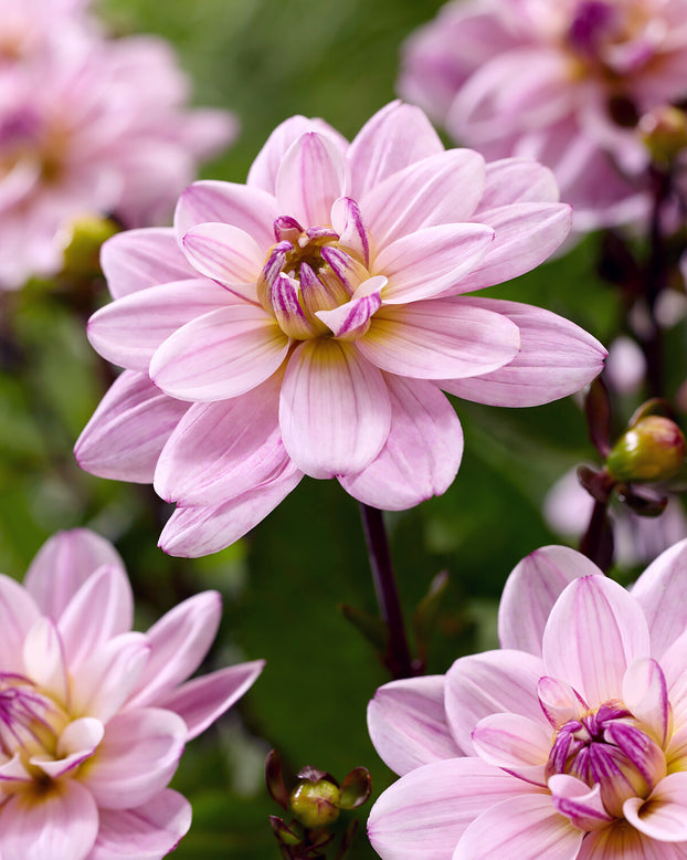 Dahlia 'Pacific Jewel'