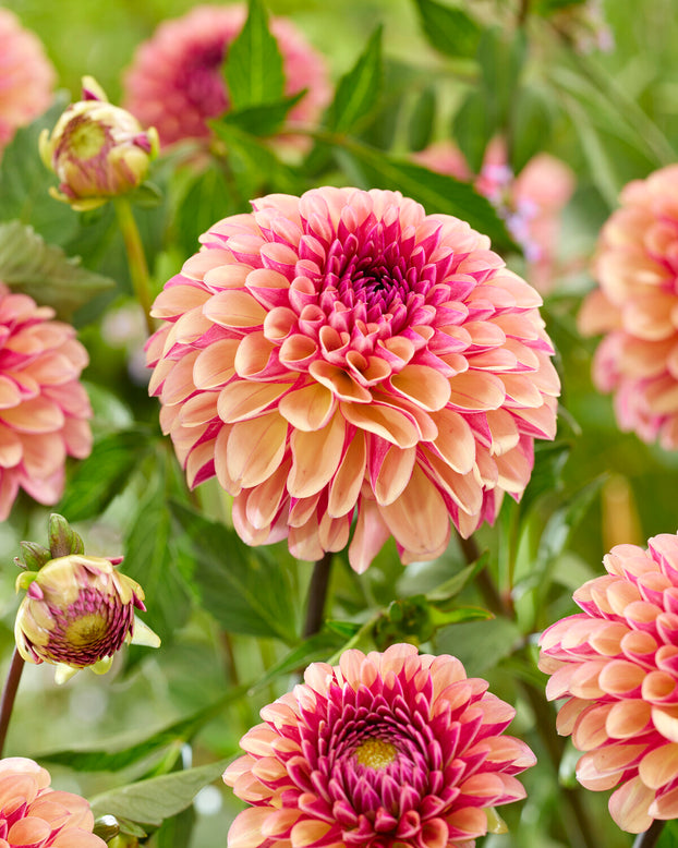 Dahlia 'Palmares'
