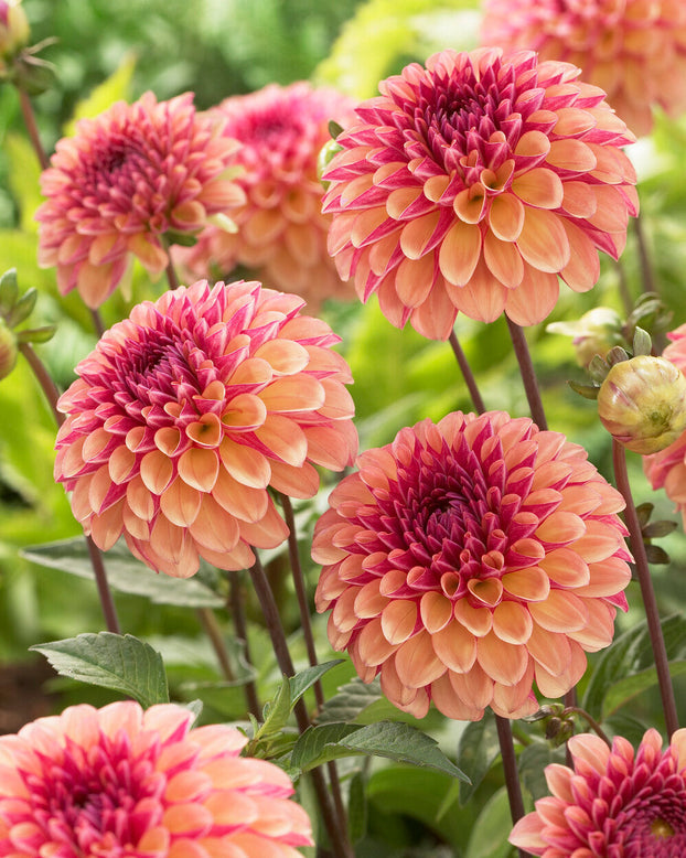 Dahlia 'Palmares'