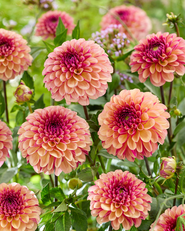 Dahlia 'Palmares'