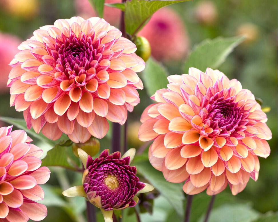 Dahlia 'Palmares'