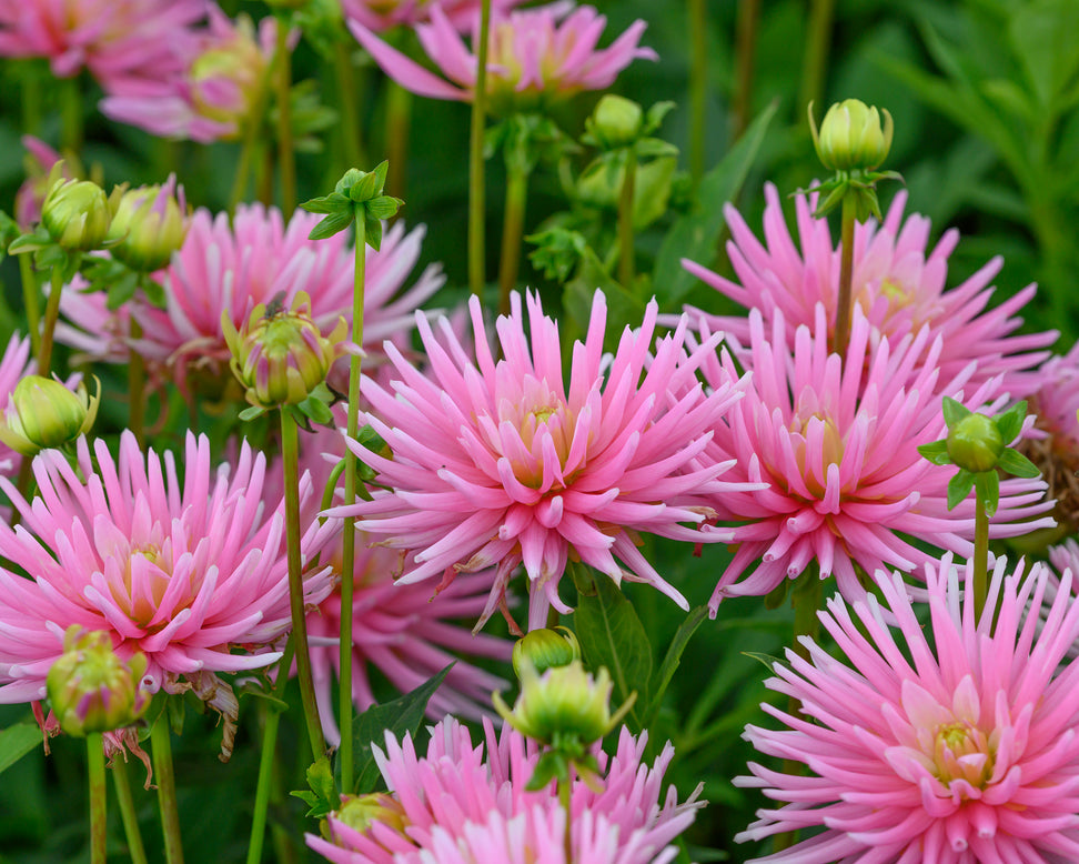 Dahlia 'Park Princess'