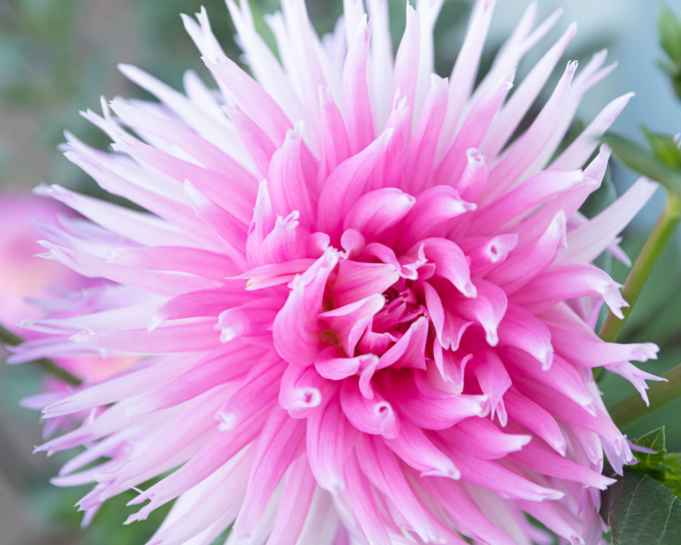Dahlia 'Park Princess'
