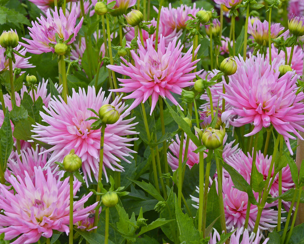 Dahlia 'Park Princess'