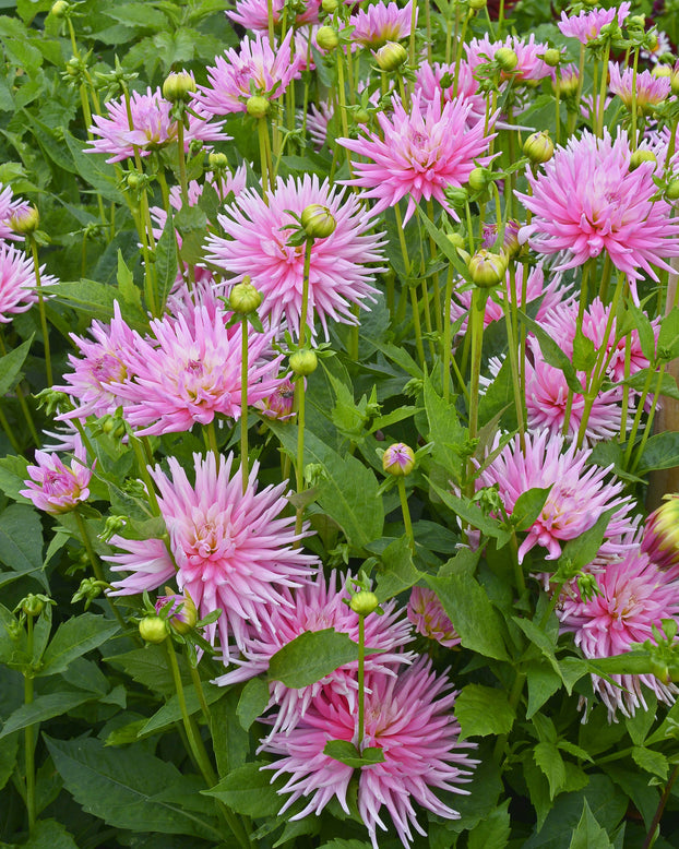 Dahlia 'Park Princess'