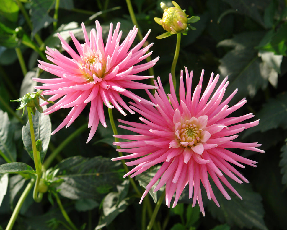 Dahlia 'Park Princess'