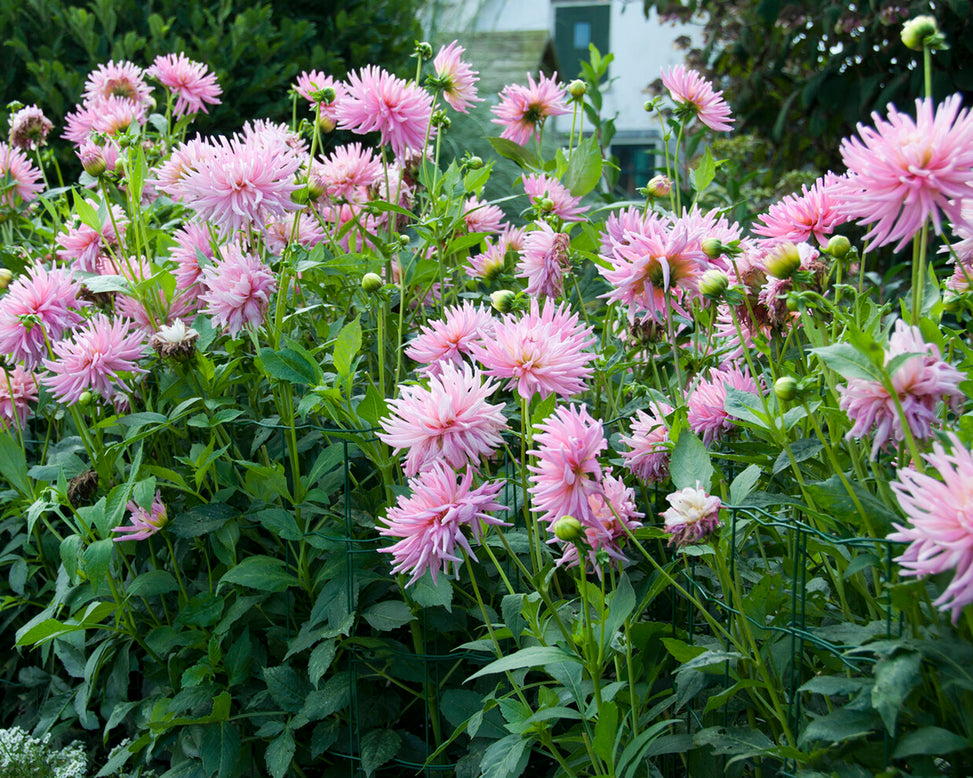 Dahlia 'Park Princess'