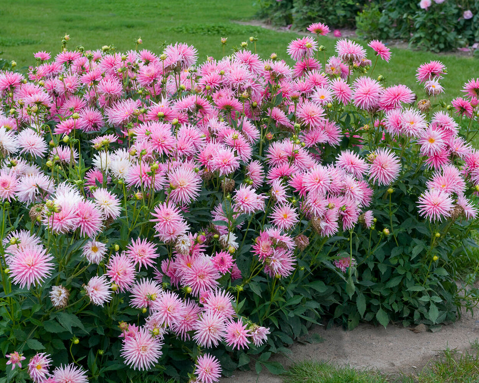 Dahlia 'Park Princess'