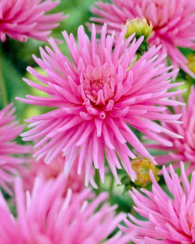 Dahlia 'Park Princess'