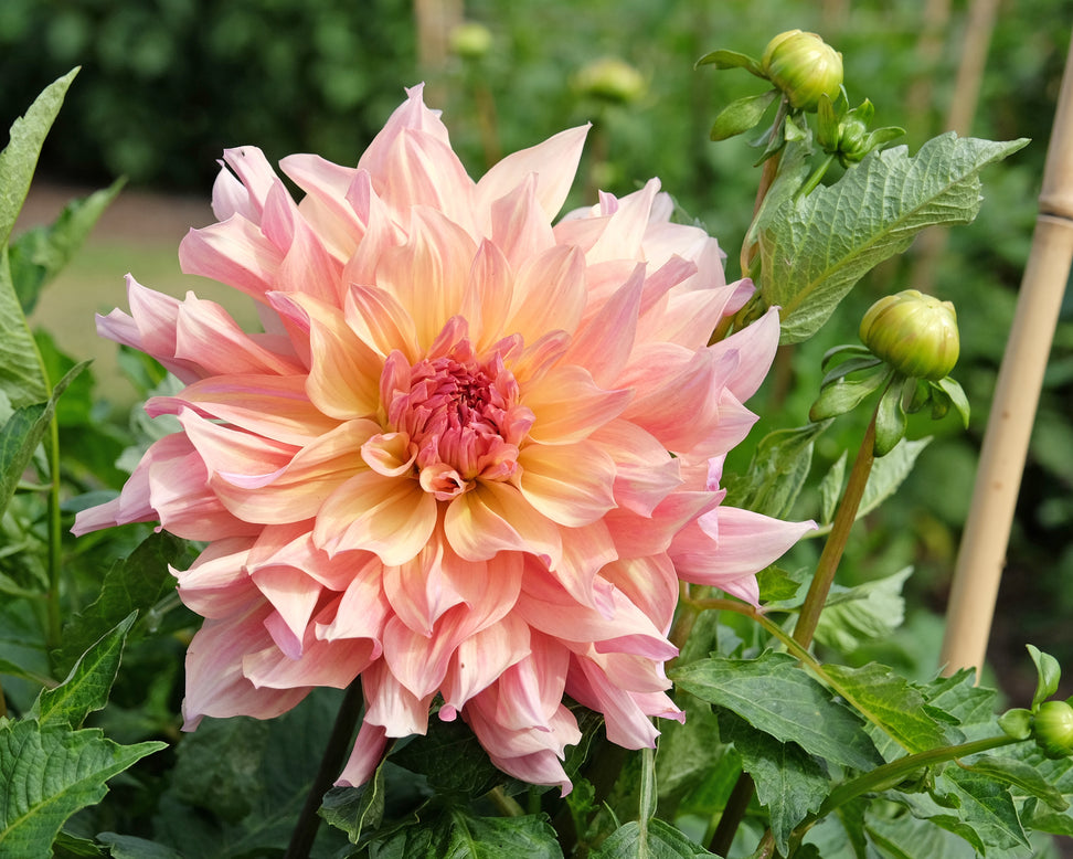 Dahlia 'Paso Doble Dancer'
