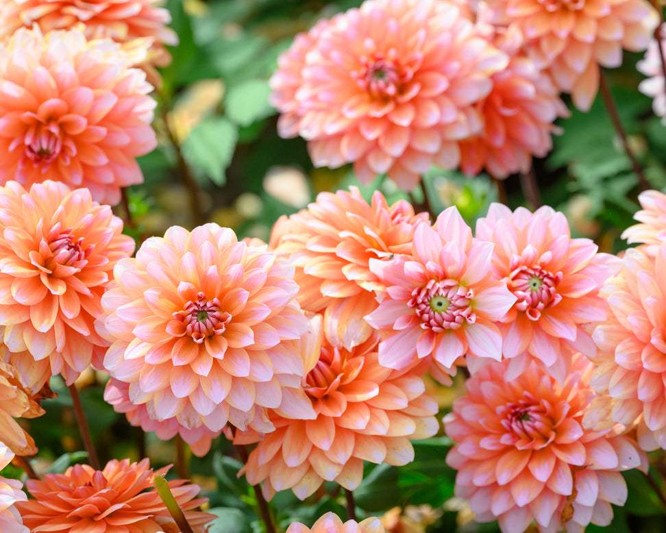 Dahlia 'Peaches and Vanilla'