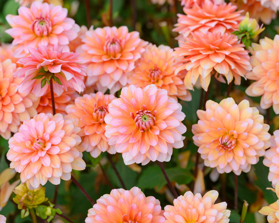 Dahlia 'Peaches and Vanilla'