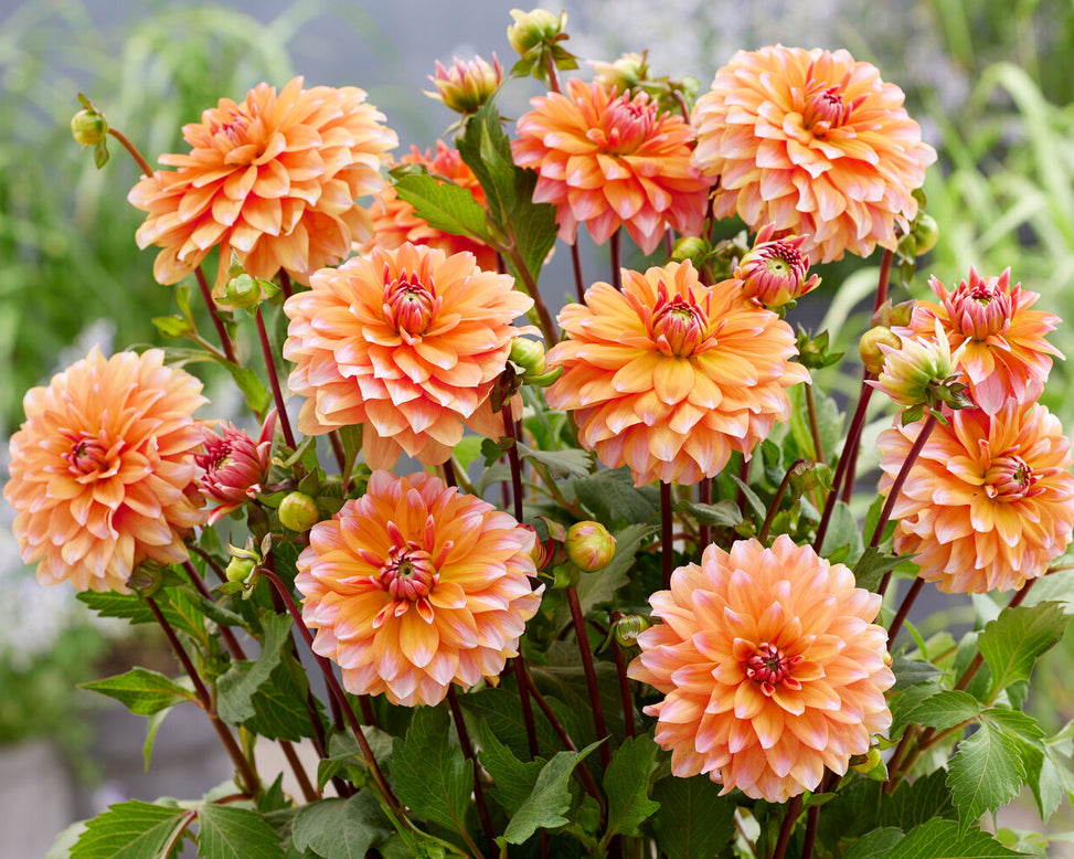 Dahlia 'Peaches and Vanilla'