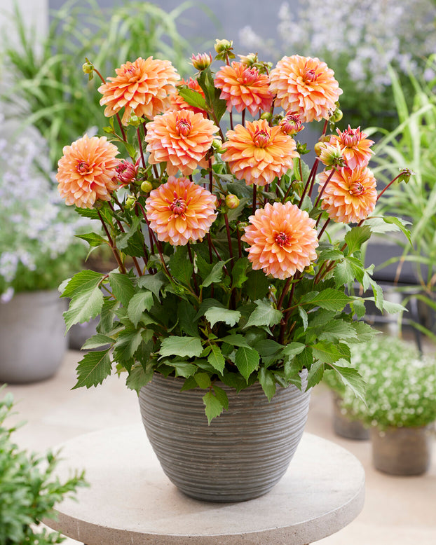 Dahlia 'Peaches and Vanilla'