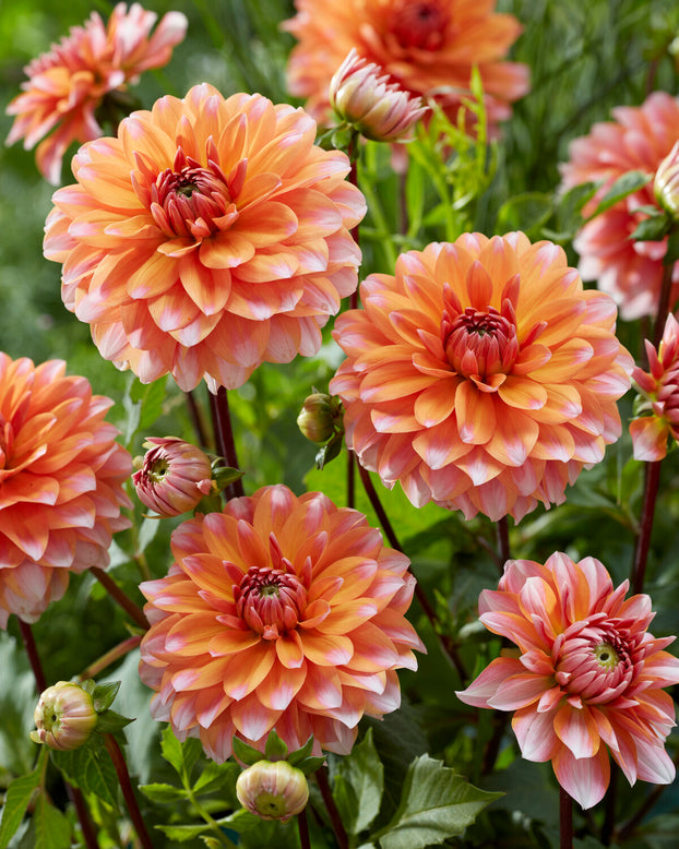 Dahlia 'Peaches and Vanilla'