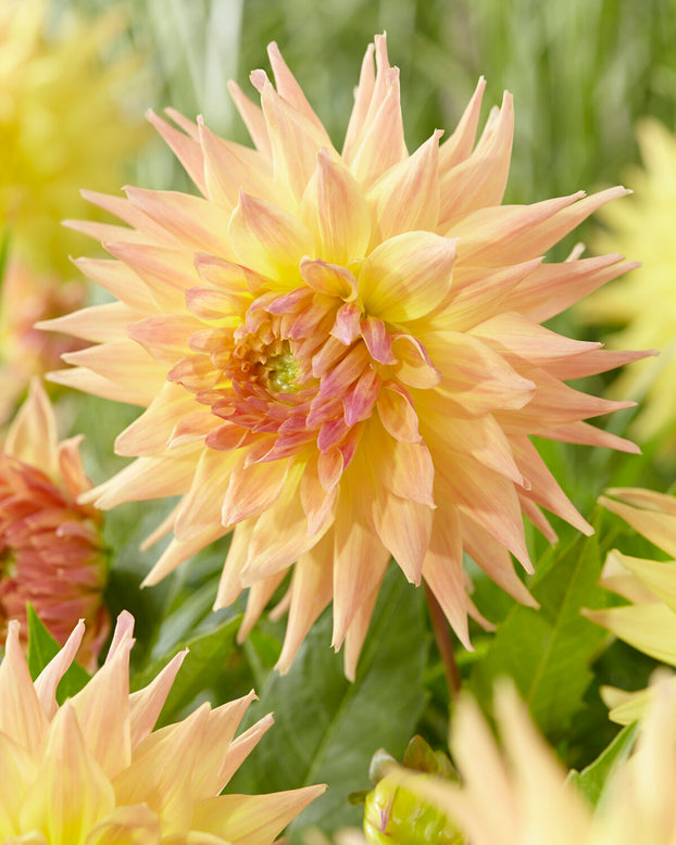 Dahlia 'Penhill Autumn Shade'
