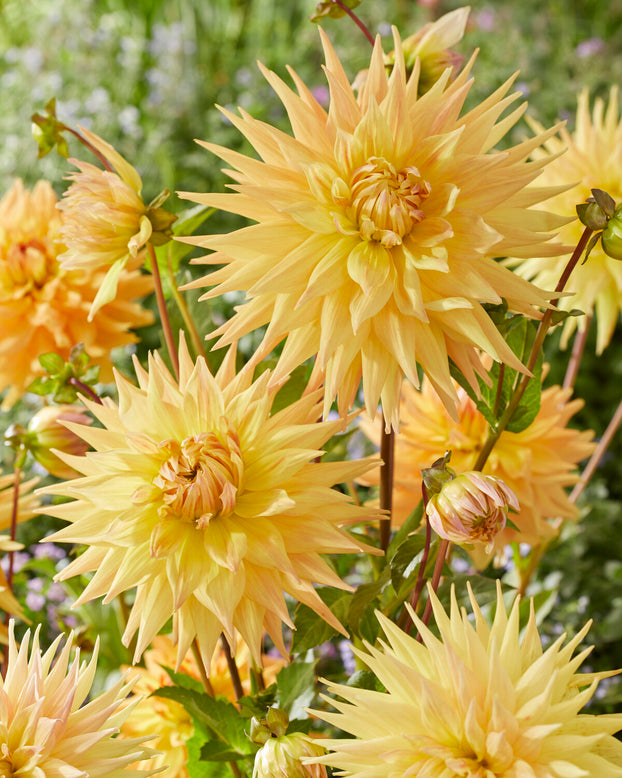 Dahlia 'Penhill Autumn Shade'