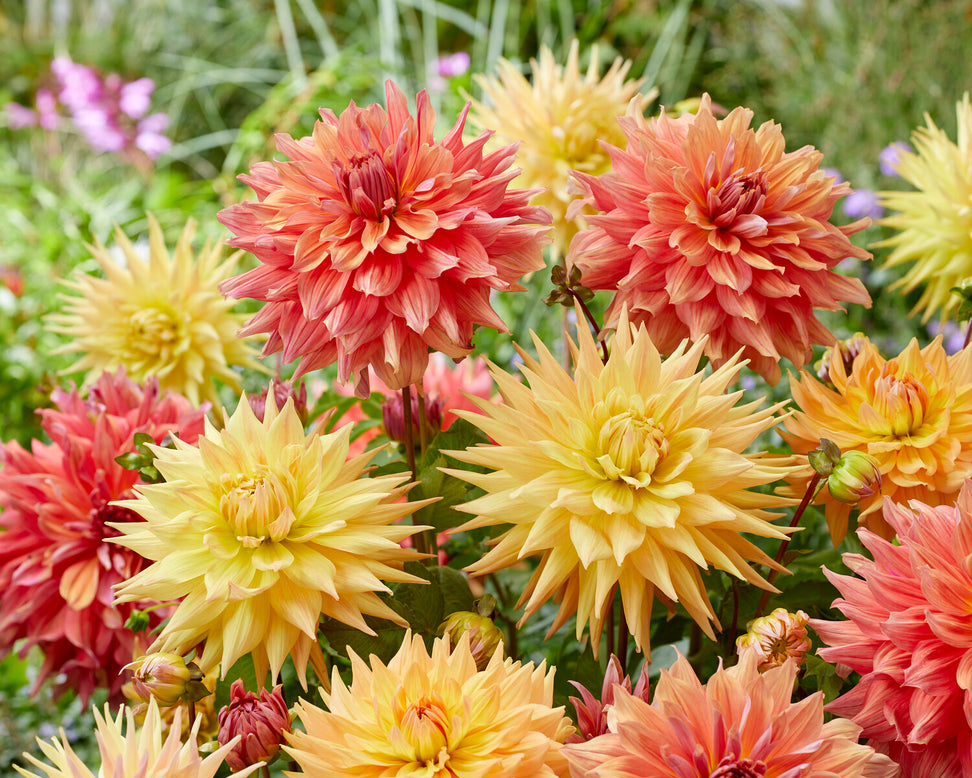 Dahlia 'Penhill Autumn Shade'