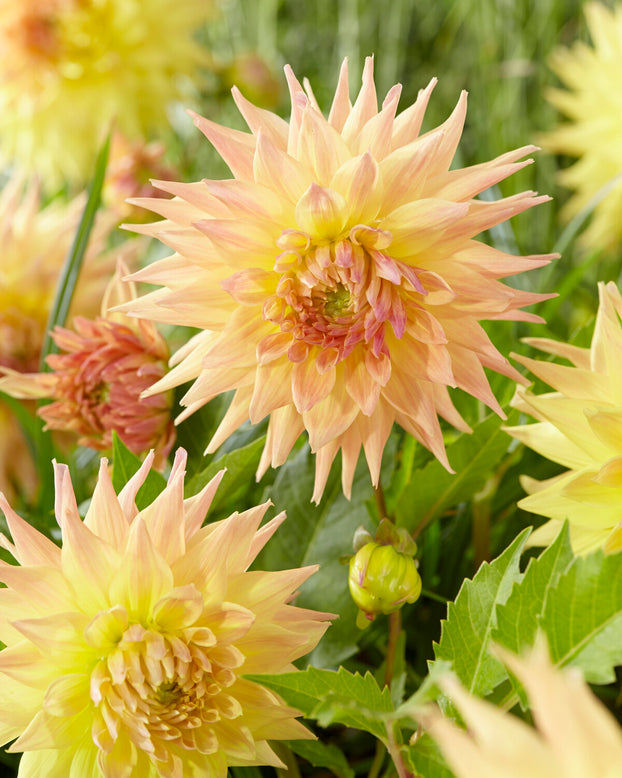 Dahlia 'Penhill Autumn Shade'