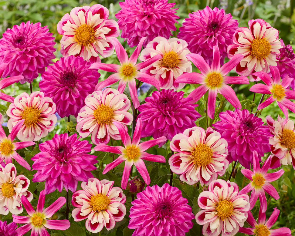Dahlia collection 'Pink Fandango'