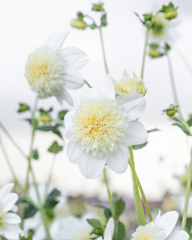 Dahlia 'Platinum Blonde'