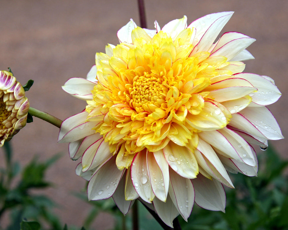 Dahlia 'Polka'