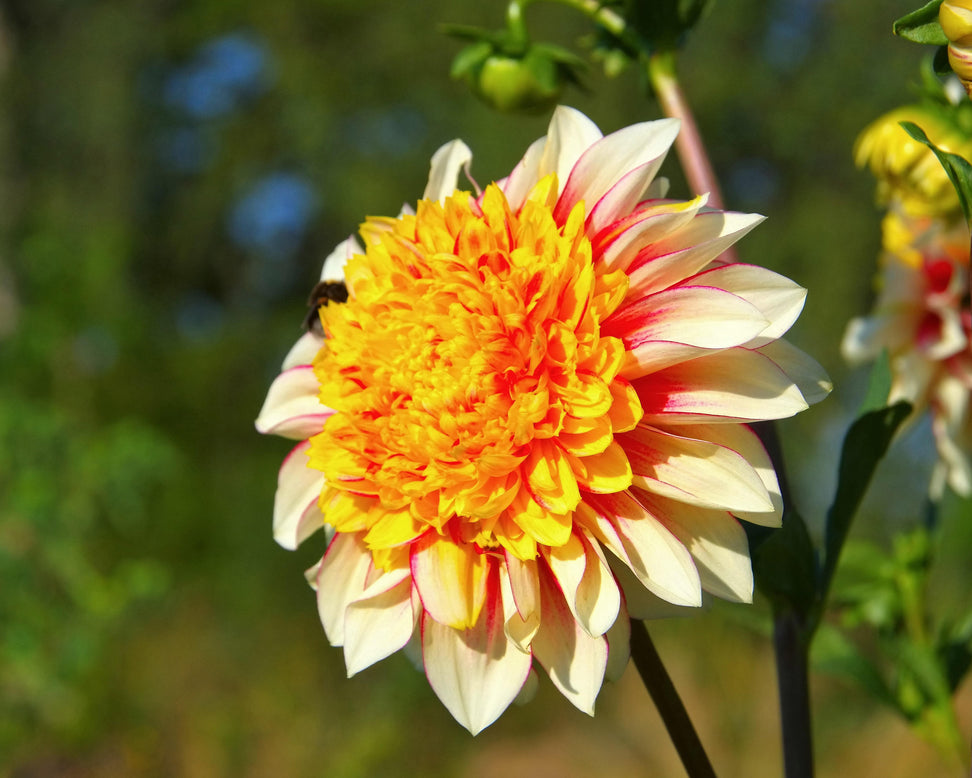 Dahlia 'Polka'