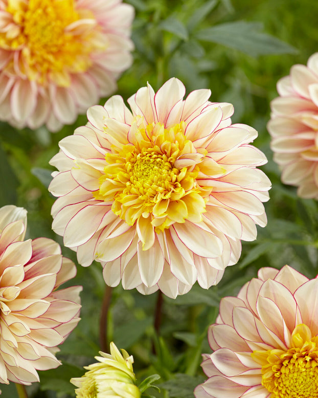 Dahlia 'Polka'