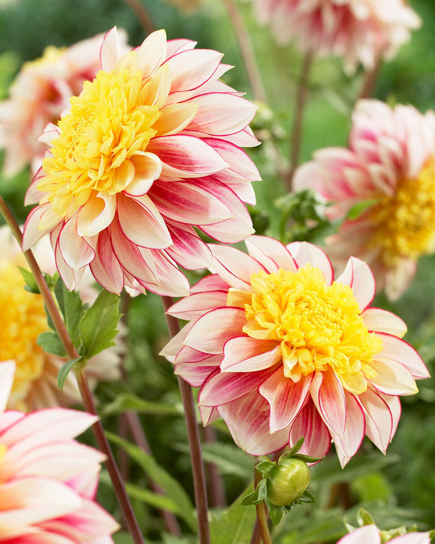 Dahlia 'Polka'