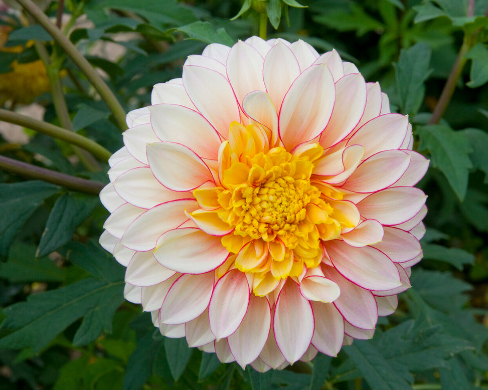 Dahlia 'Polka'