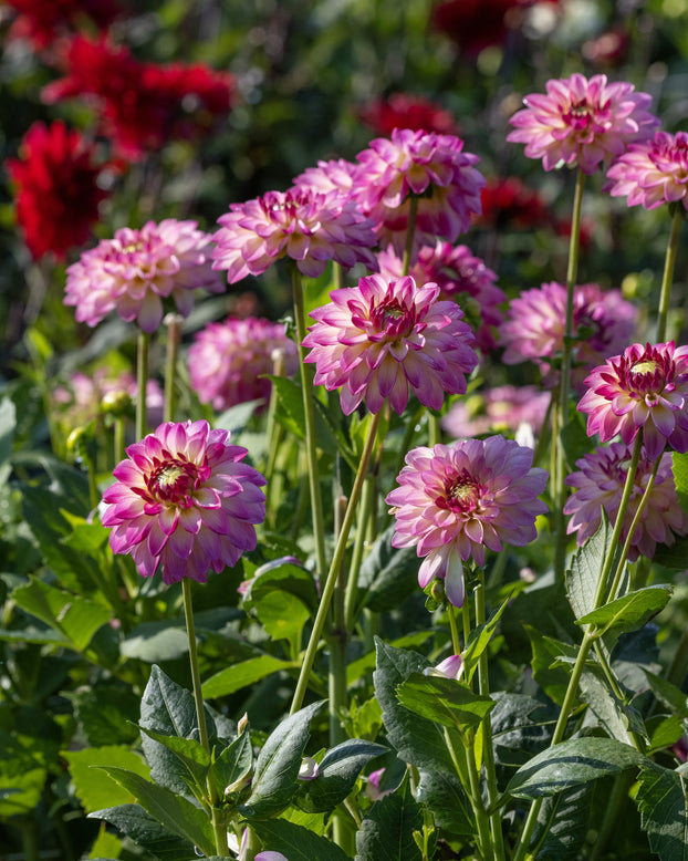 Dahlia 'Pure Happiness'