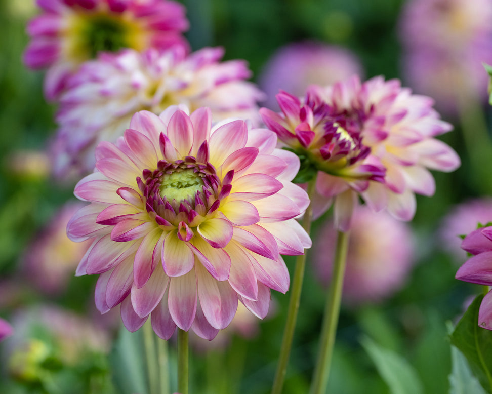 Dahlia 'Pure Happiness'