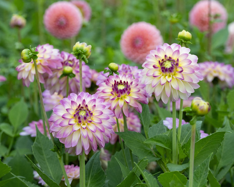 Dahlia 'Pure Happiness'