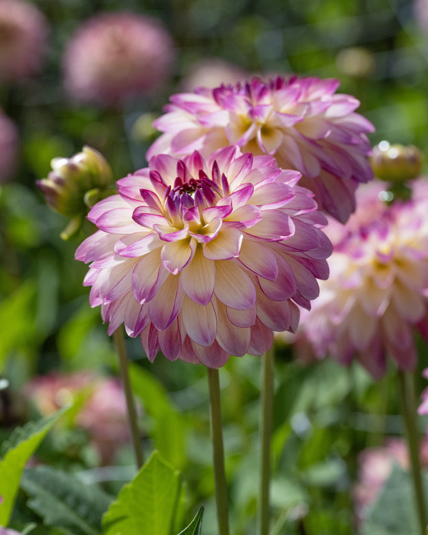 Dahlia 'Pure Happiness'