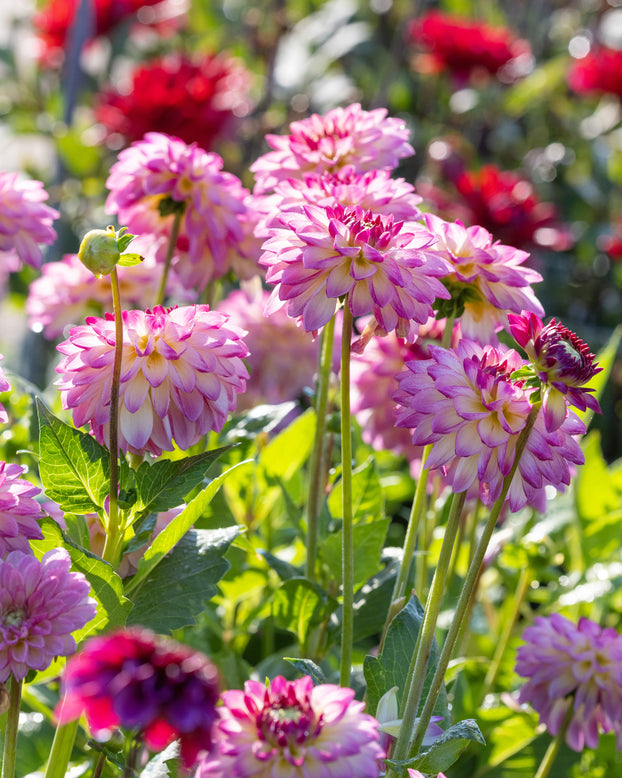 Dahlia 'Pure Happiness'