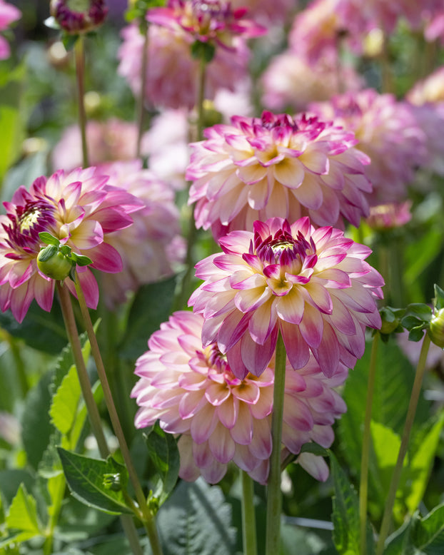 Dahlia 'Pure Happiness'