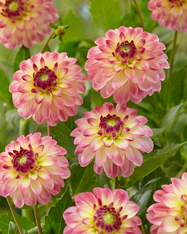 Dahlia 'Pure Happiness'