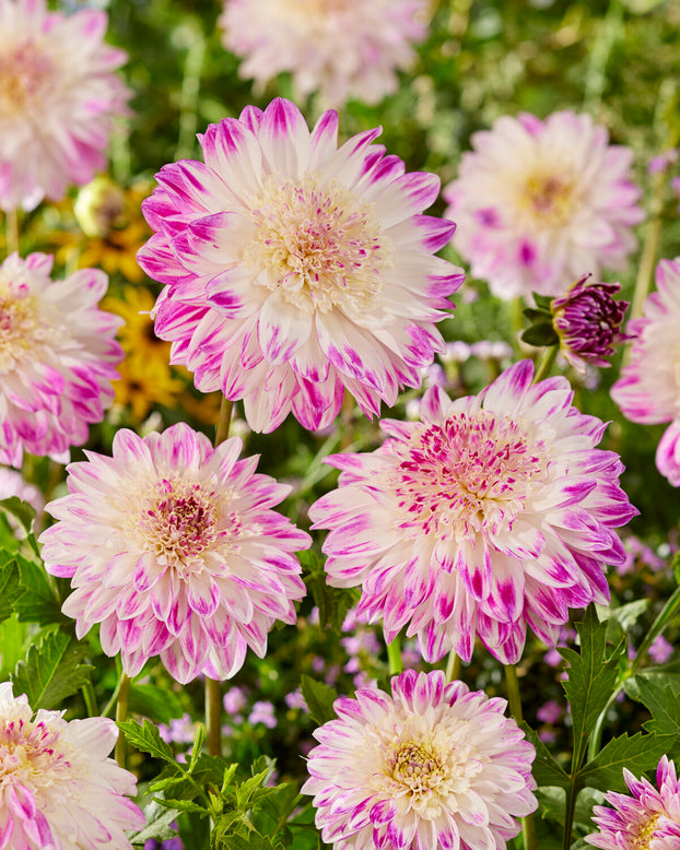 Dahlia 'Que Sera'